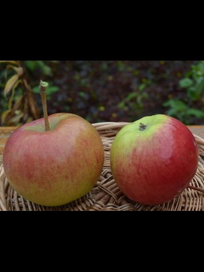 Родниковая (яблоня)