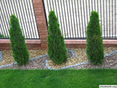 Туя Смарагд - Smaragd 1 метр