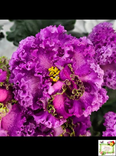 ПТ-Принцесса Жасмин Люкс (Т.Пугачева) 2018 г.