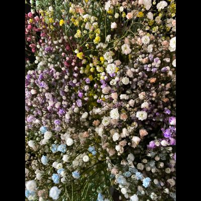 Гипсофила радужная 25 шт