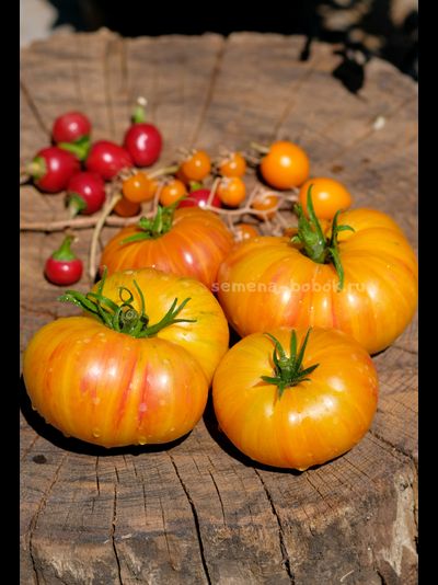 Томат За Рулём (Behind the Wheel), 10 шт