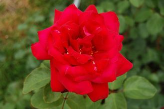 Шалом (SHALOM) роза
