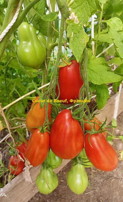Томат Сердце быка (Coeur de Boeuf), Франция