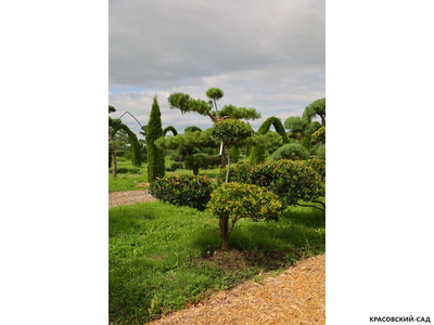 Ниваки - Бонсай садовый Боярышник сливолистный