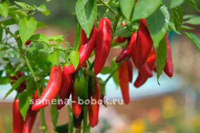 Острый перец CH-19, 10 шт