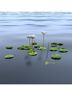 водные Кувшинка PurpleWhite 2