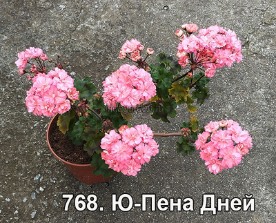 Пеларгония Ю-Пена Дней