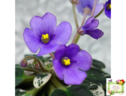 Н-Синий Лён (Н. Бердникова) 2015 г. трейлер