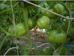 Томат Беркли Тай дай хаат (Berkeley Tie Dye Heart , USA)