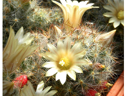 Mammillaria multiceps