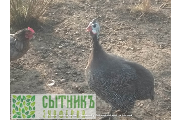 Фермерские цесарки на свободном выгуле