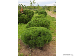 Ниваки - Бонсай садовый Сосна горная