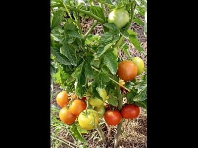 Томат Аленка