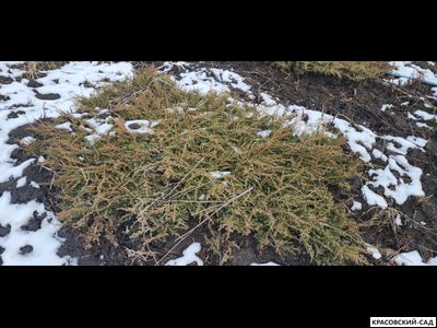 Можжевельник обыкновенный Грин Карпет - Green Carpet