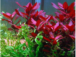 Людвигия рубин (ветка)