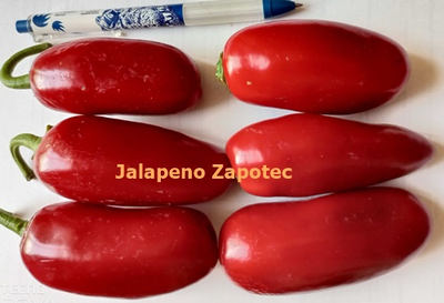Перец острый Jalapeno Zapotec