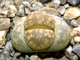 Lithops gesinae v.annae C078 - 10 семян