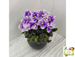 Н-Тет-а-Тет (Н. Бердникова) 2019 г. (лист посажен 21.10.25)