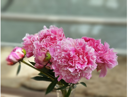 Пион Светлана Удинцева