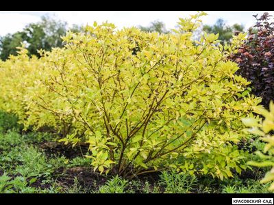 Дерен Ауреа - Aurea