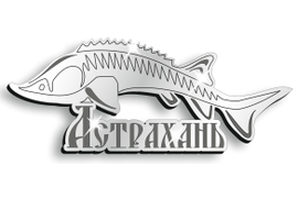 Гордость Астраханской области - осетровые рыбы