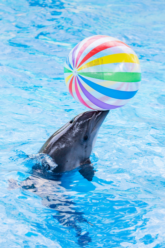 Дельфинарий в парке Ривьера