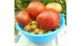 шапка Мономаха и абрикосики оренбургские