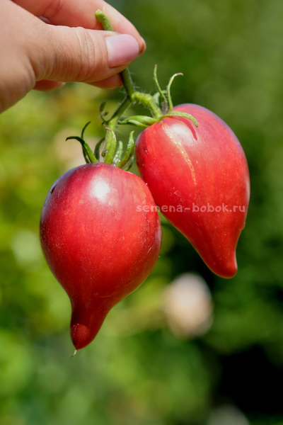 Томат Огненная Комета Софии, 10 шт