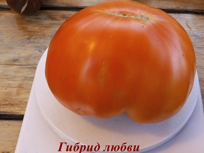 Томат Гибрид любви