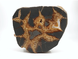 Септария, срез полированный, Россия, Кавказ (143*123*67 мм, 1980 г) №27930