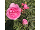 Цветочный воск Роза столистная (Rosa centifolia) 10г
