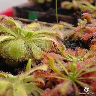 Семена Росянки Drosera MIX