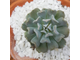 Эхеверия Кубик Фрост  - Echeveria Cubic Frost,  Эхеверия Кубический Мороз