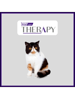 Ветеринарные сухие корма Vitalcan для кошек