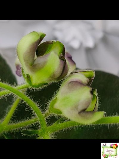 7 Белок (Калгины) химера (стартер сорт)