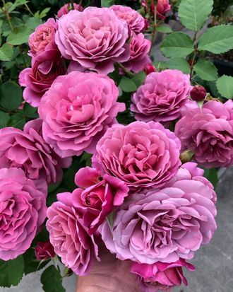 Аой (Aoi)  флорибунда. Ken Osanai