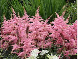 Астильба Арендса Bressingem Beauty, C5