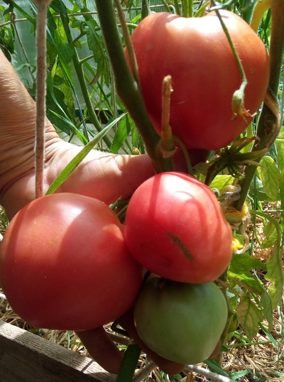 Томат Бычье сердце туймазинское