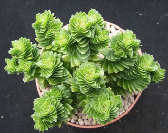 Крассула Эстагнол - Crassula Estagnol, Толстянка Эстагнол