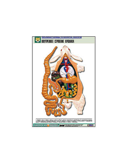 Рельефная таблица "Внутреннее строение кролика" (формат А1, матовое ламинир.)