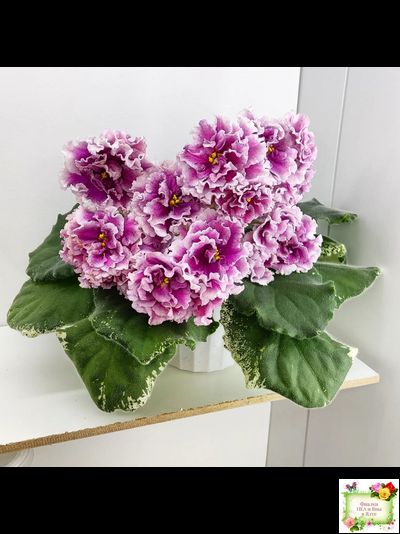 ВаТ-Агат Розовый (Т. Валькова) 2019 г.