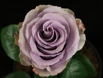 Грейт найт ( Grey Knights)