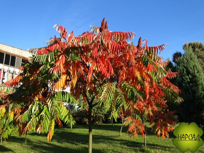 СУМАХ. ЭФФЕКТНАЯ ЛИСТВА И ЦВЕТЕНИЕ