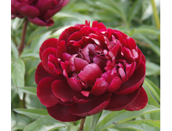 Пион Питер Бранд (Peter Brand ), 3-5 почек