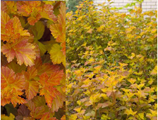 Пузыреплодник калинолистный (Physocarpus opulifolius `Amber Jubilee`= `Jefam`), ЗКС