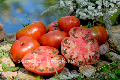 Томат Siegel's Dark Stripes (Темные Полосы Сигеля), 10 шт