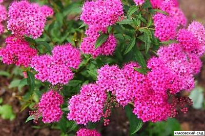 Спирея Криспа - Crispa