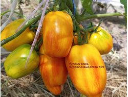 Томат Желтый огонь (Yellow fire, Желтое пламя)