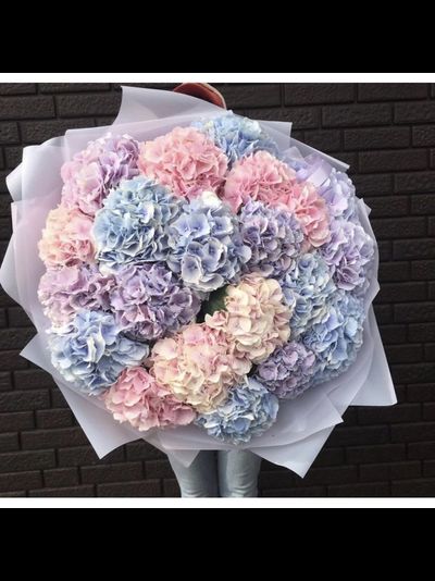 19 нежных гортензий
