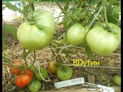 Томат Вова Путин